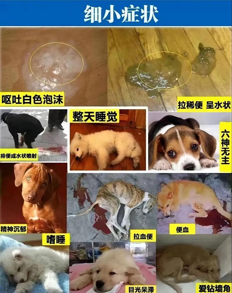 狗得细小死了,病毒会在人身上吗