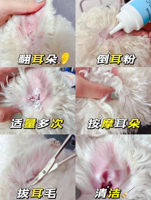【美容攻略】为狗狗拔耳毛的方法