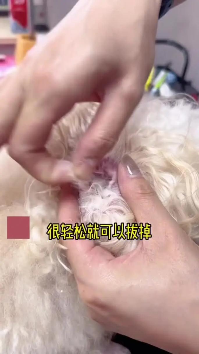 没耳毛粉怎么给狗狗拔耳毛
