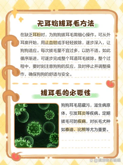 如何给饲养的泰迪拔耳毛