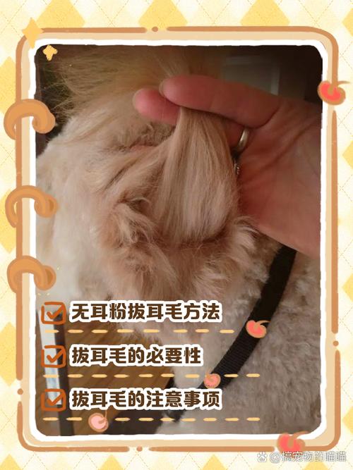 狗狗多大能拔耳毛