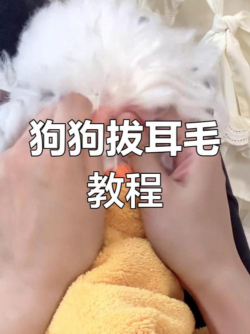 狗狗耳毛怎么拔下来