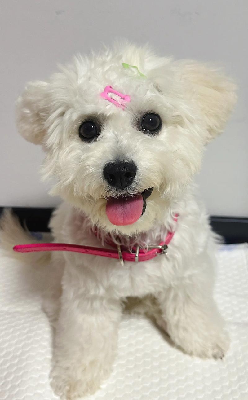 五个月比熊能吃蔓越莓干吗