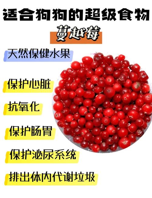 狗能吃蔓越莓吗