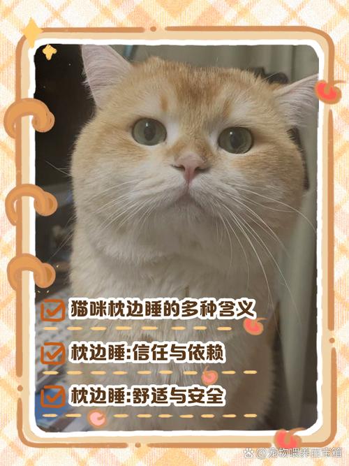 猫咪喜欢睡在主人枕头上表达什么