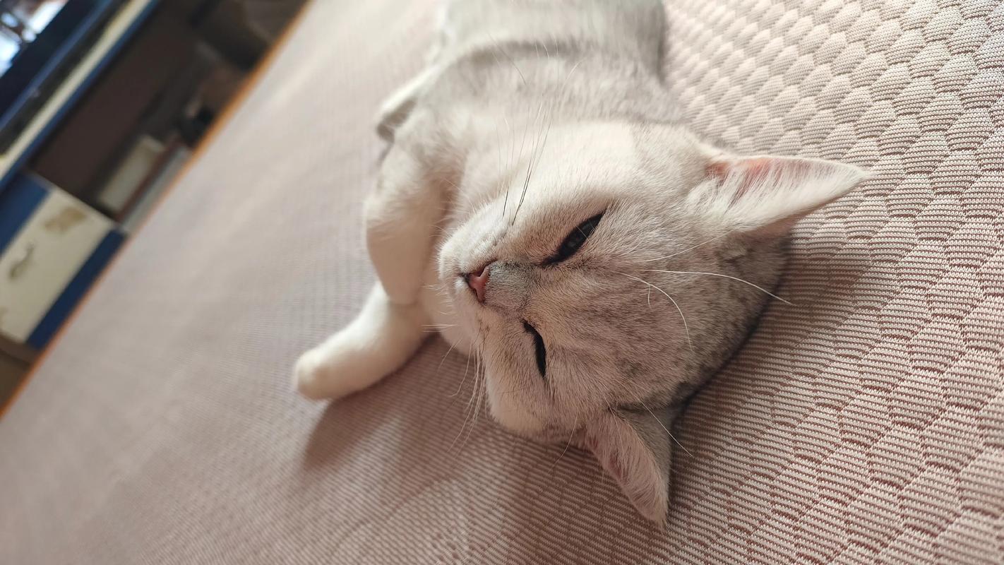 猫咪睡觉不闭眼