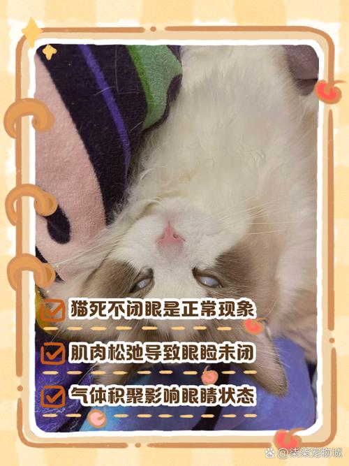 猫咪为什么睡觉不能闭眼