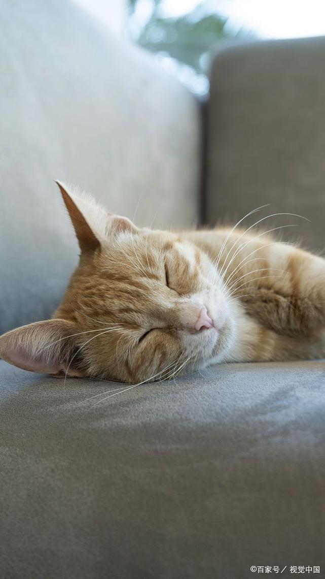 为什么猫咪睁眼睡不着
