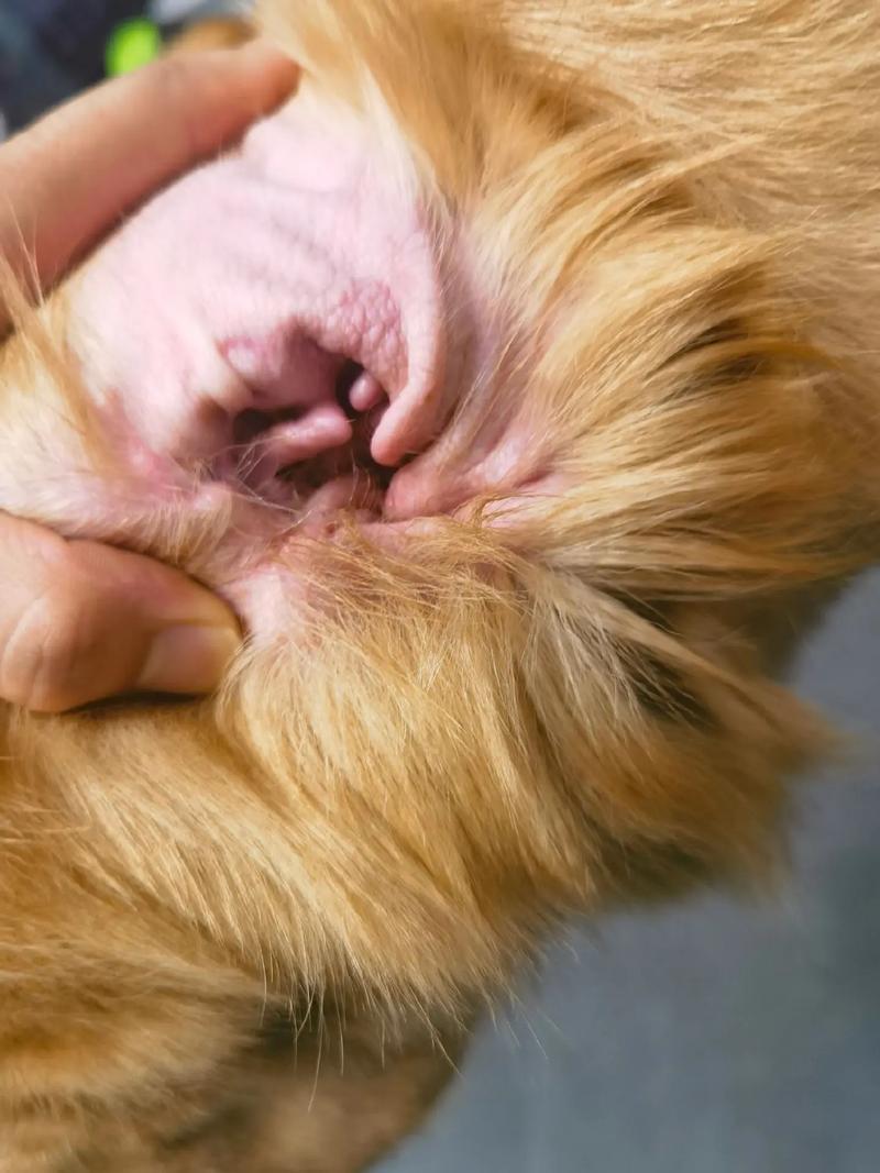 给狗狗洗澡时耳朵进水了会有什么影响?