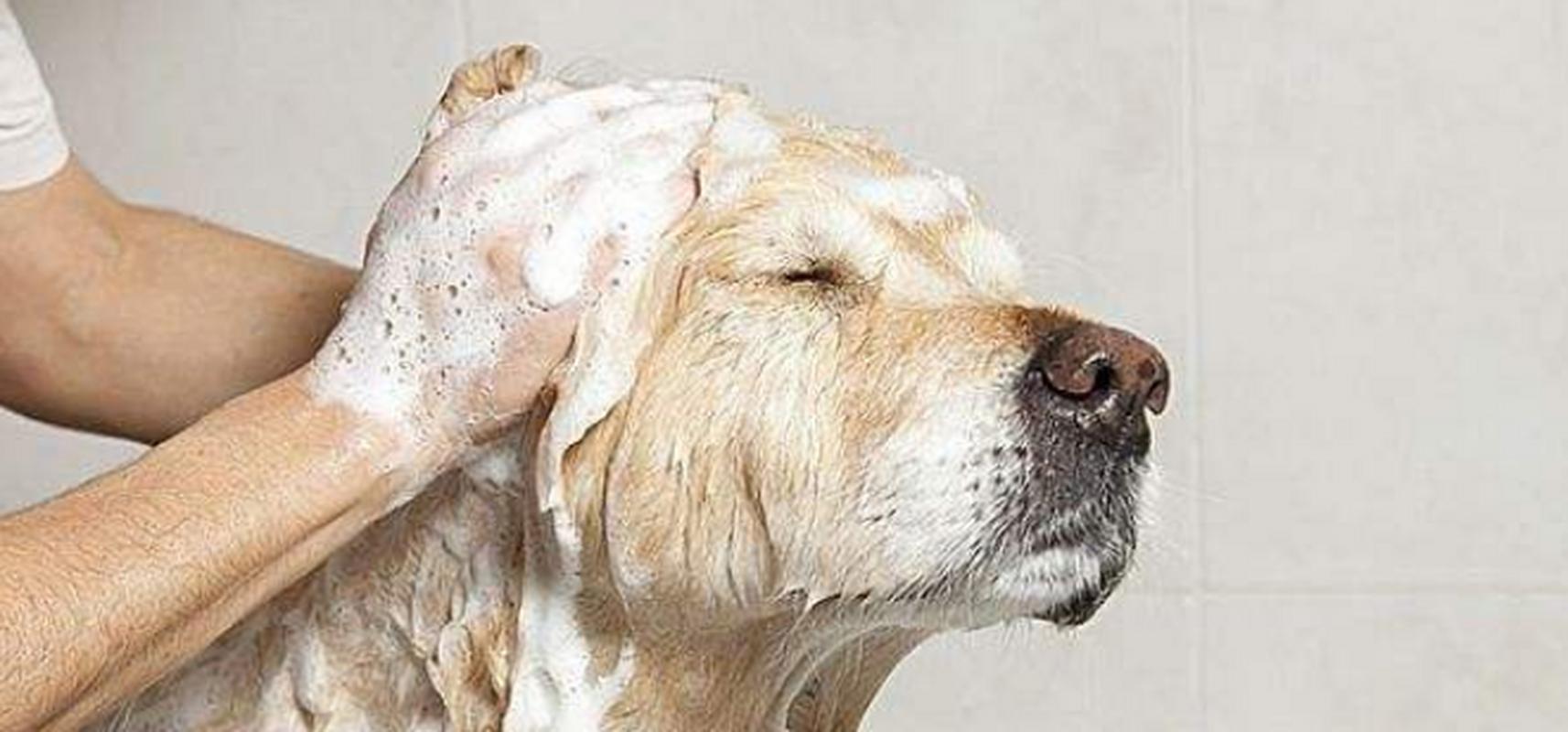 狗狗洗澡耳朵进水了怎么办