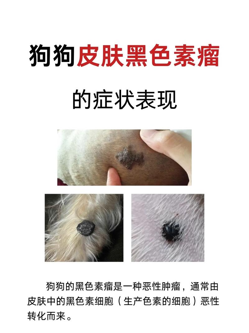 狗狗身上有的地方皮肤变黑怎么回事