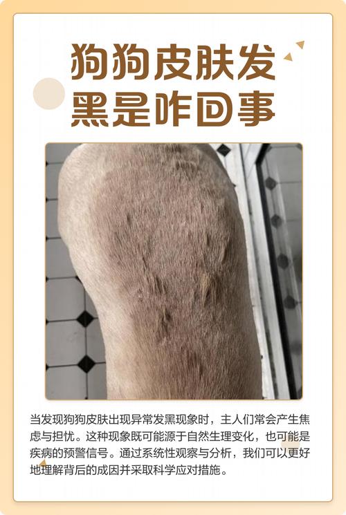 狗狗妹妹为什么变黑