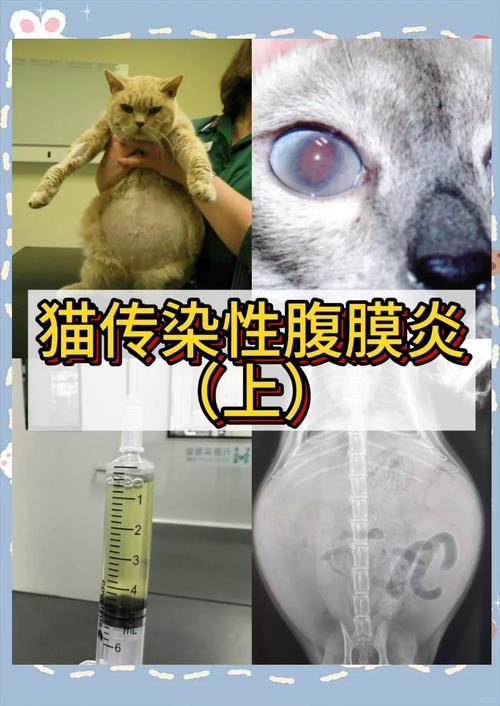 猫传染性腹膜炎的临床表现