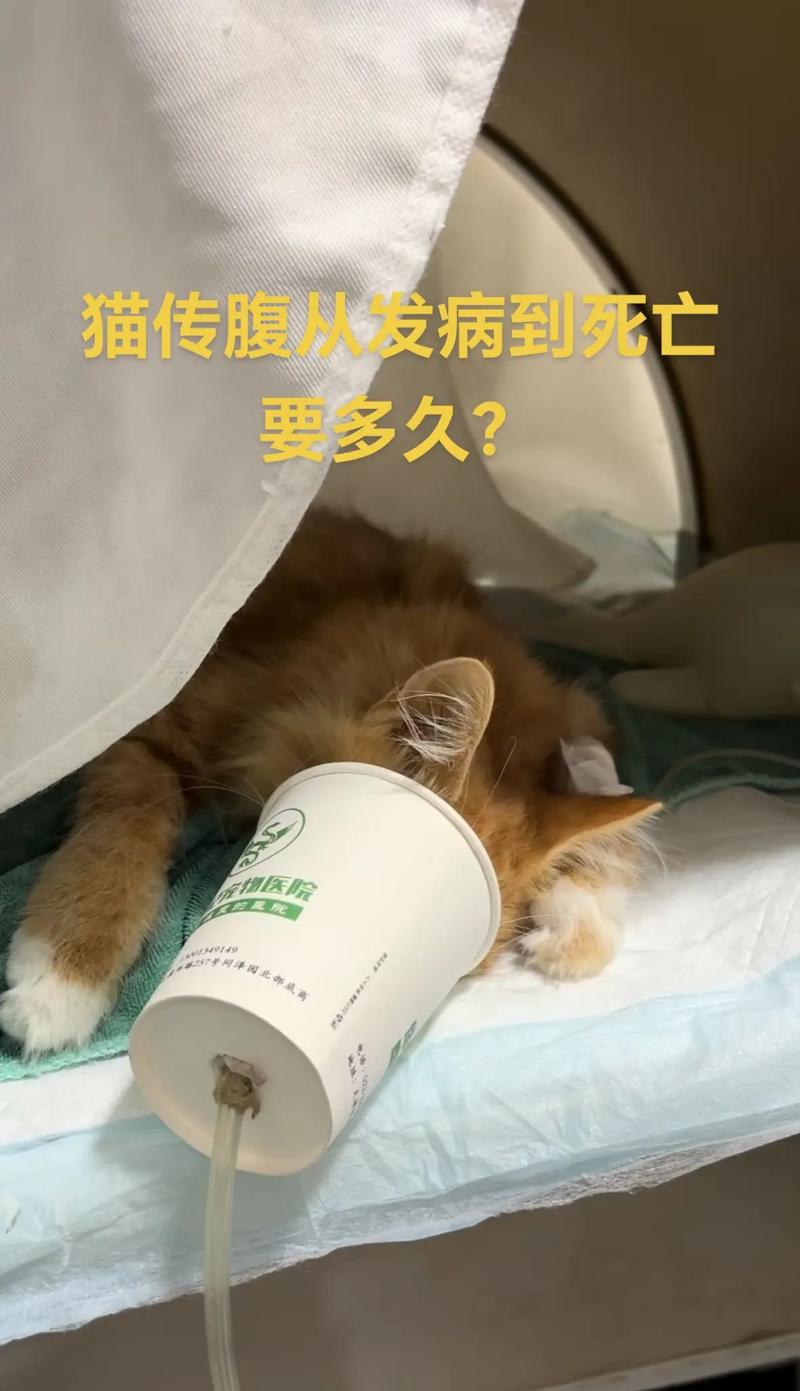 猫传染性腹膜炎——死缓?