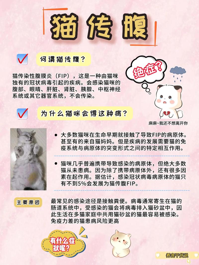 猫咪得传染性腹膜炎的表现都有哪些?