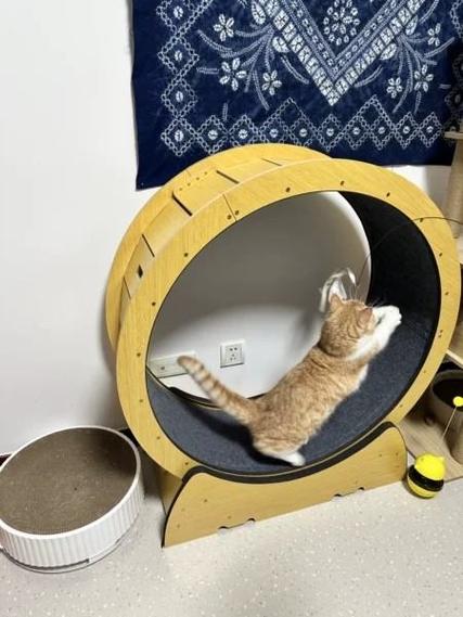 有什么自动化的减肥猫玩具,让猫咪爱不释嘴?