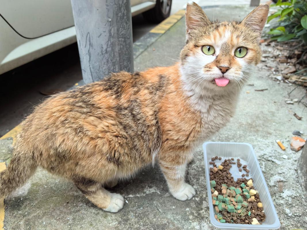 猫喜欢玩什么东西?