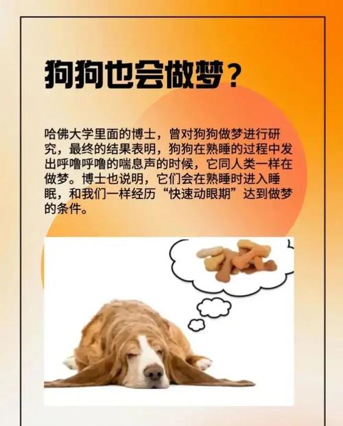 狗狗为什么老打瞌睡,它们做梦时会梦到主人吗?