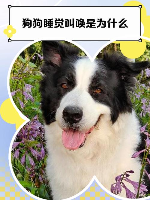 狗狗为什么白天打瞌睡