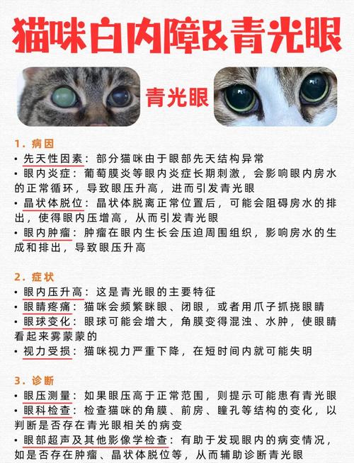 猫咪的眼病症状及对应治疗方法-青光眼