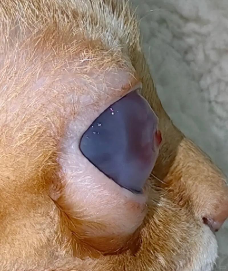 宠物猫得了猫青光眼,如何治疗?