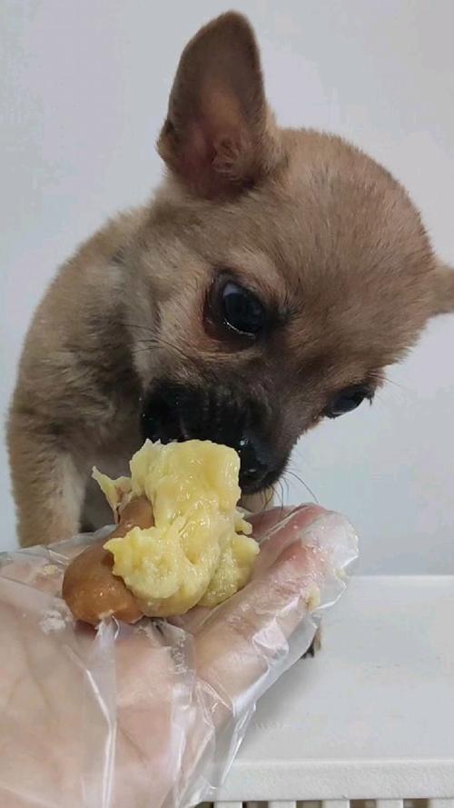 狗可以吃榴莲吗