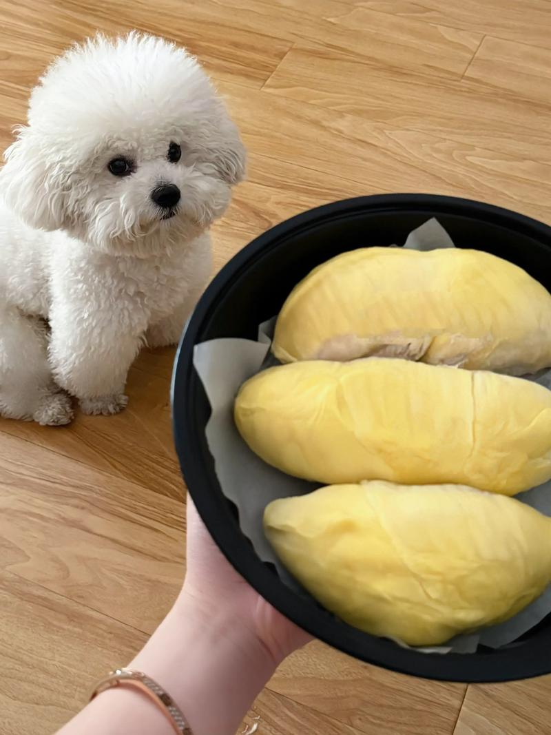 狗狗不能吃榴莲吗