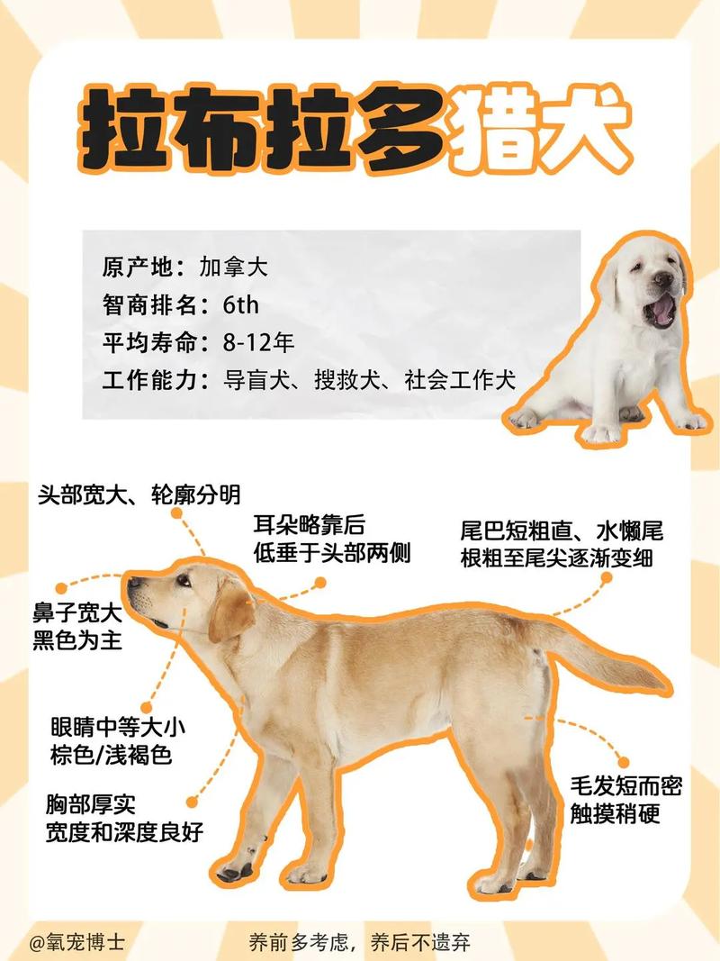 狗狗吞了木头球能消化了么?