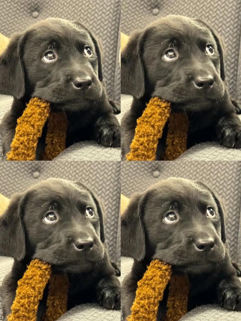 狗吃了木头怎么办