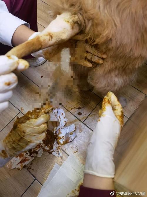 狗吃木头能消化了么