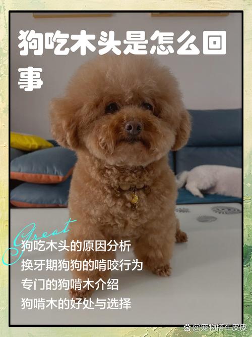 小狗吃了木头会怎么样?