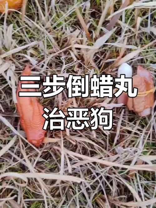 狗打架被咬伤用什么药