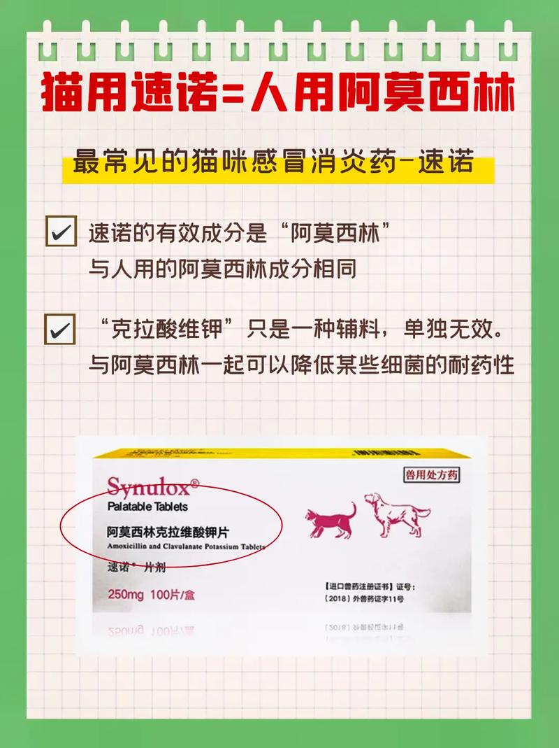 猫拉稀怎么办教你一招解决