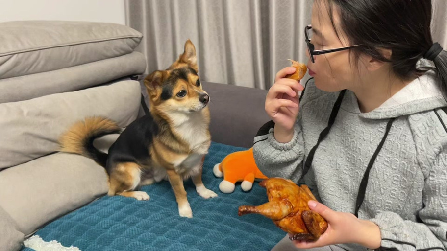 狗狗吃鸡屁股好不好?