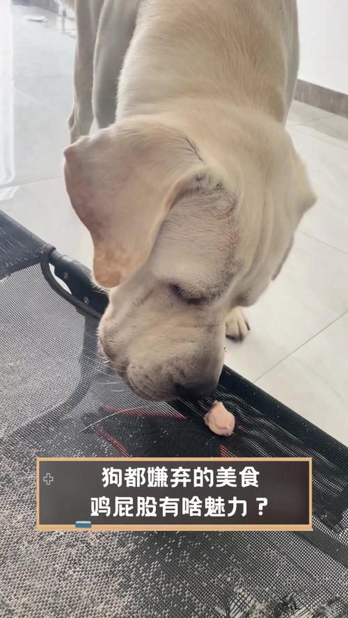 我的小狗吃了鸡屁股