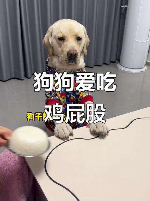 狗能吃鸡屁股吗