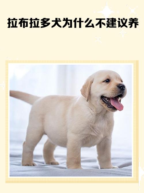 我家的拉布拉多在外面老是不拉屎,老是憋着回到家再拉,它在外面就是不...