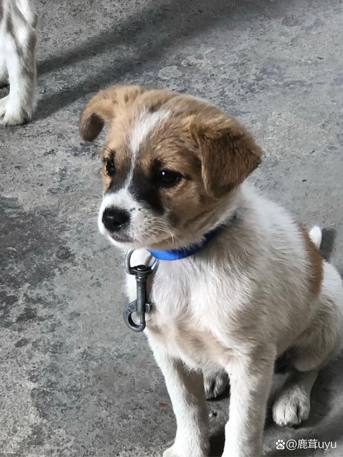 2个月多大的小狗要打几联的针