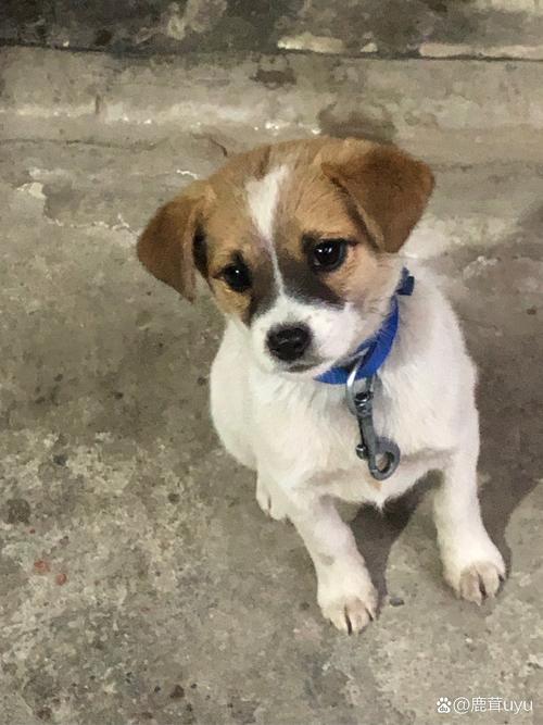 狗狗狂犬疫苗多久打一次