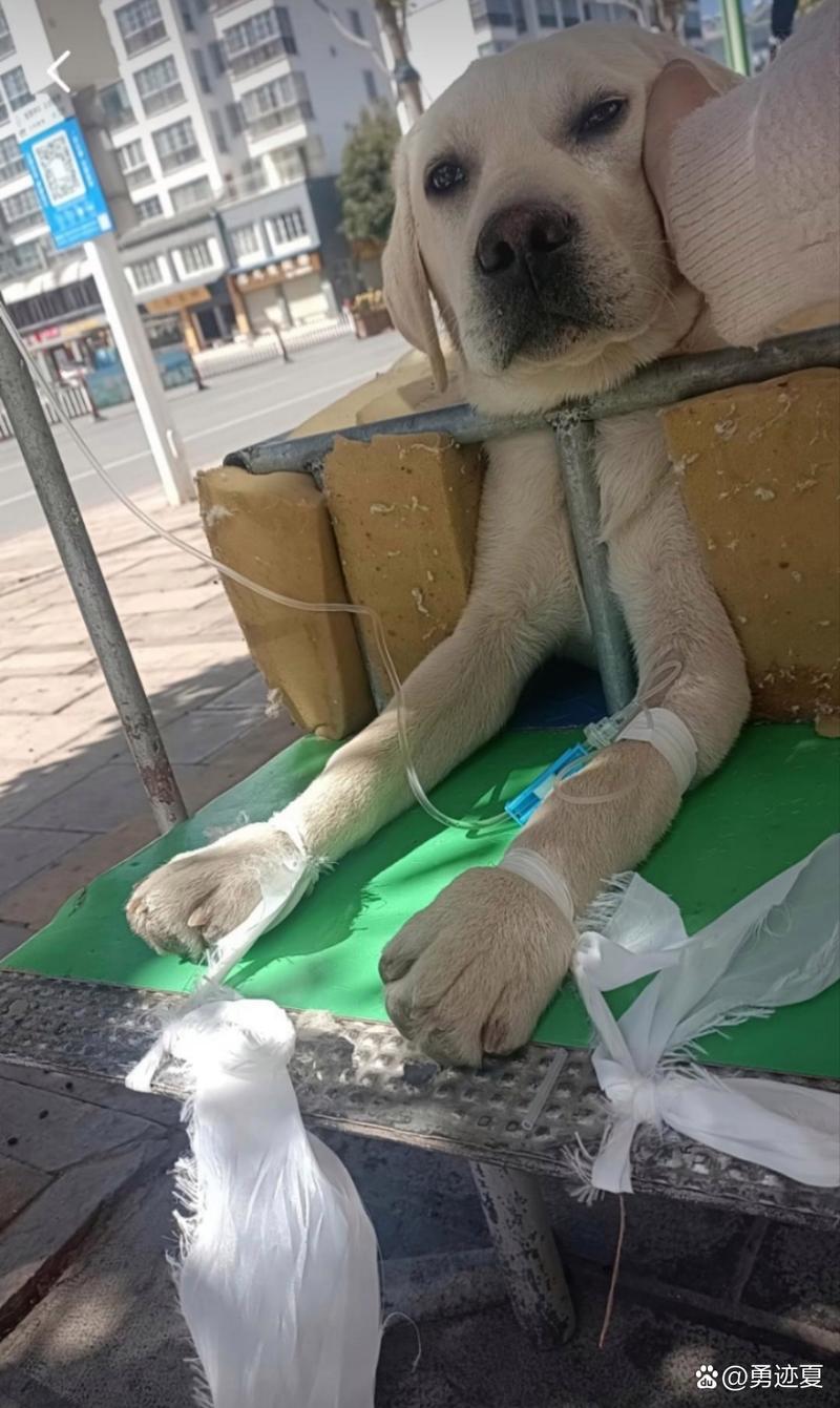 狗狗每年要打什么针