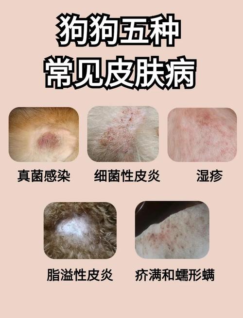 狗狗过敏性皮炎用什么药