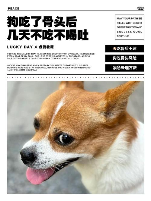 狗吃异物多久能判断是否没事?