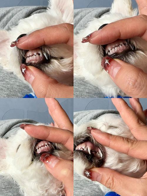 泰迪狗乳牙未掉影响寿命吗