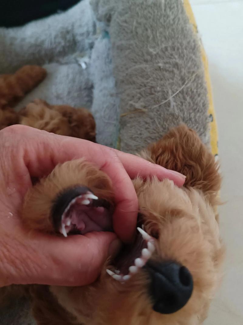 狗狗换牙期旧牙一直不掉,该怎么办?