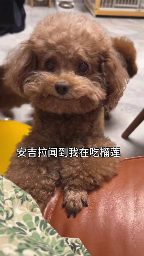 泰迪狗狗能吃榴莲吗