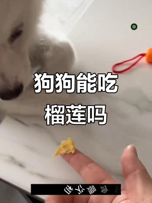 泰迪能吃榴莲吗?