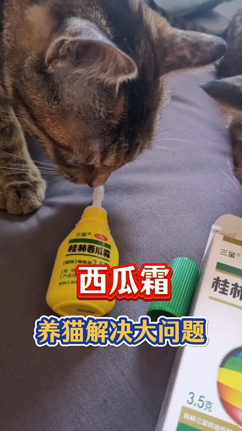 猫咪口炎用什么药比较管用?