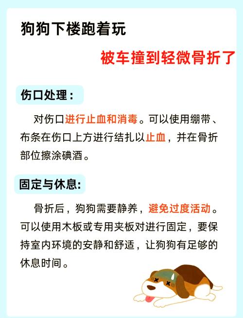 狗狗的腿被车撞了,会自愈吗?