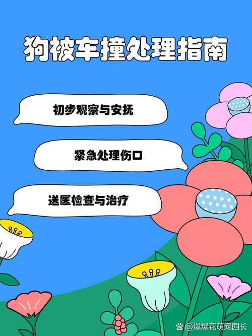 狗被车撞后可以自愈吗?