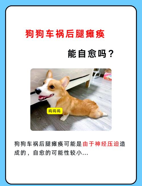 小狗被撞成内伤怎么办